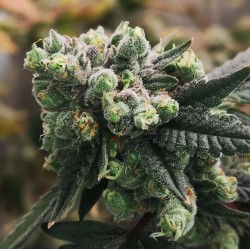 GORILLA PUNCH AUTO · Philosopher Seeds · semillas de marihuana · AutoFem
