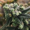 GORILLA PUNCH AUTO · Philosopher Seeds · semillas de marihuana · AutoFem