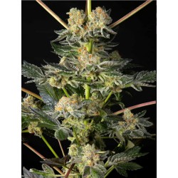 KEY LIME PIE X DOS-SI-DOS · Philosopher Seeds · semillas de marihuana · Fem
