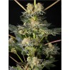 KEY LIME PIE X DOS-SI-DOS · Philosopher Seeds · cannabis seeds · Fem