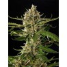 LEMON OG CANDY · Philosopher Seeds · semillas de marihuana · Fem