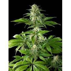PURE CBD PUNCH · Philosopher Seeds · cannabis seeds · Fem