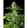 PURE CBD PUNCH · Philosopher Seeds · cannabis seeds · Fem