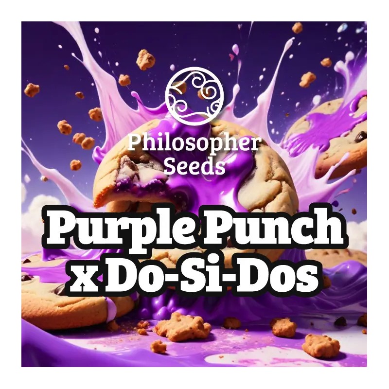 PURPLE PUNCH X DO-SI-DOS · Philosopher Seeds · cannabis seeds · Fem