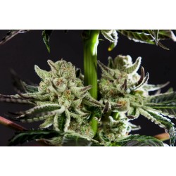 PURPLE PUNCH X DO-SI-DOS · Philosopher Seeds · semillas de marihuana · Fem