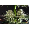 PURPLE PUNCH X DO-SI-DOS · Philosopher Seeds · semillas de marihuana · Fem