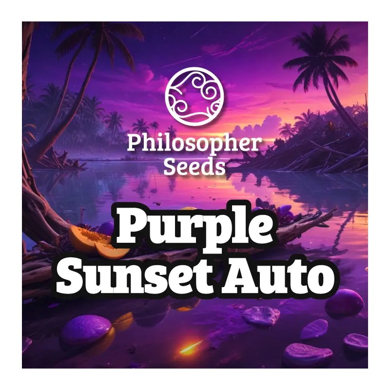 PURPLE SUNSET AUTO · Philosopher Seeds · semillas de marihuana · AutoFem