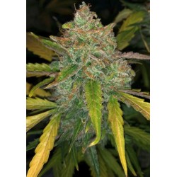 PURPLE SUNSET AUTO · Philosopher Seeds · cannabis seeds · AutoFem