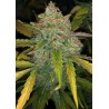 PURPLE SUNSET AUTO · Philosopher Seeds · cannabis seeds · AutoFem