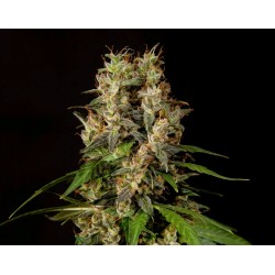 SWEETLOVE · Philosopher Seeds · cannabis seeds · Fem