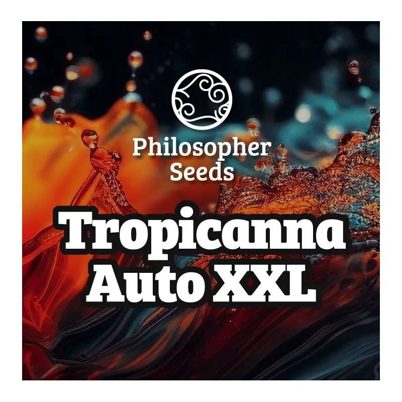 TROPICANNA AUTO XXL· Philosopher Seeds · cannabis seeds · AutoFem