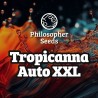 TROPICANNA AUTO XXL· Philosopher Seeds · cannabis seeds · AutoFem