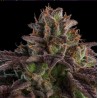 AUTO K-MINTZ · Ripper Seeds · semillas de marihuana · AutoFem