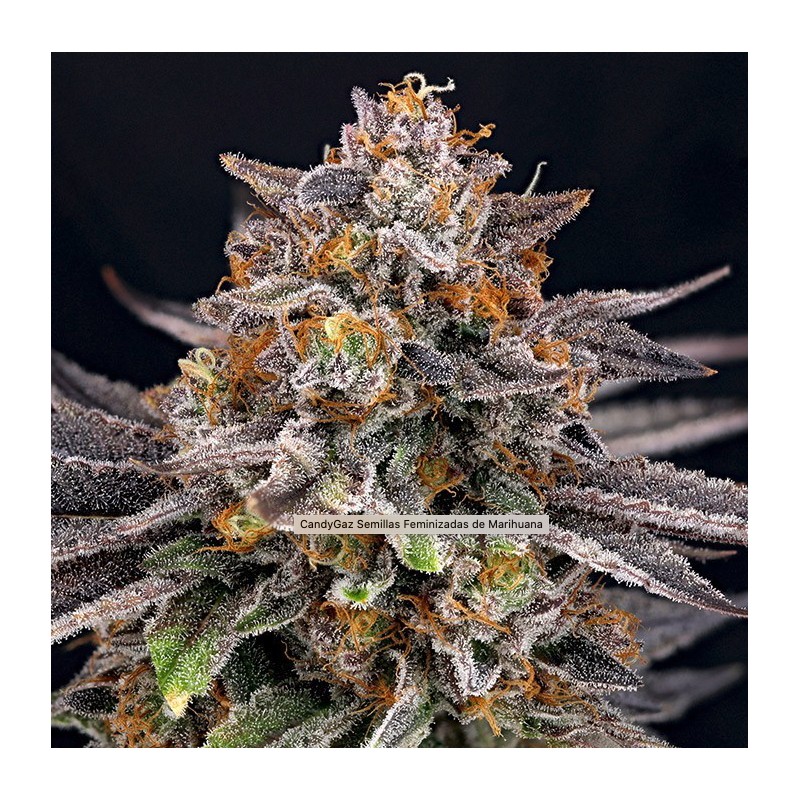 CANDYGAZ · Ripper Seeds · semillas de marihuana · Fem