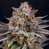 CANDYGAZ · Ripper Seeds · semillas de marihuana · Fem