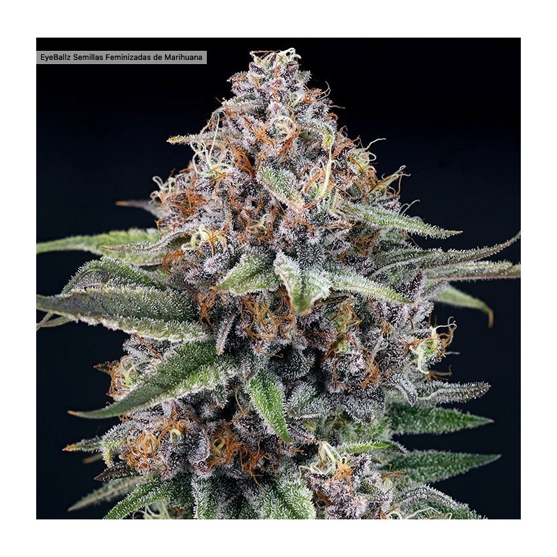 EYEBALLZ · Ripper Seeds · semillas de marihuana · Fem