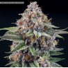 EYEBALLZ · Ripper Seeds · semillas de marihuana · Fem