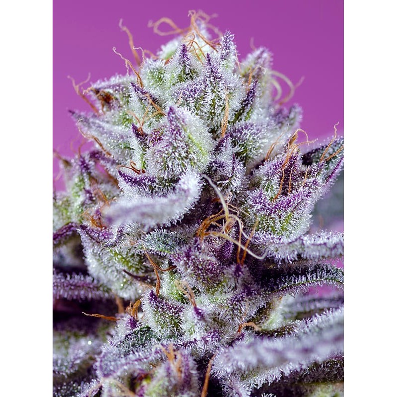 DIABLO'S DELIGHT XL AUTO · Sweet Seeds · semillas de marihuana · AutoFem