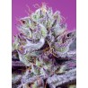 DIABLO'S DELIGHT XL AUTO · Sweet Seeds · semillas de marihuana · AutoFem