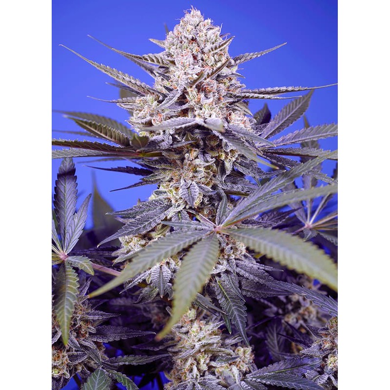 PINEAPPLE SLUSH XL AUTO · Sweet Seeds · semillas de marihuana · AutoFem
