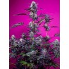 STUDIO 54 STARDUST AUTO · Sweet Seeds · semillas de marihuana · AutoFem