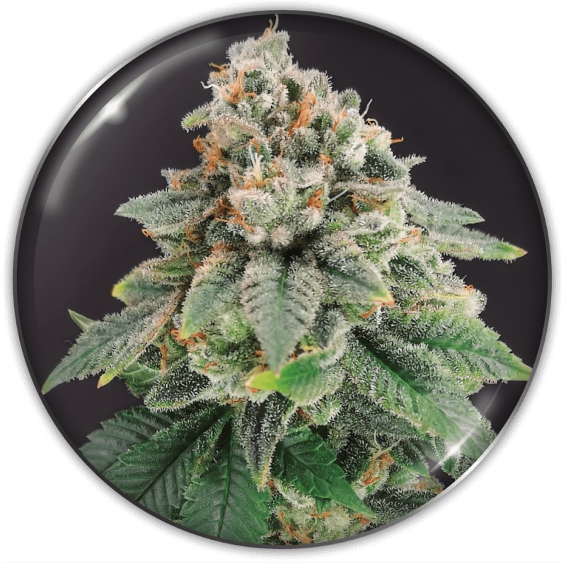 BLUE HELL CBD · Medical Seeds · cannabis seeds · Fem