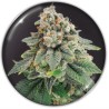 BLUE HELL CBD · Medical Seeds · cannabis seeds · Fem