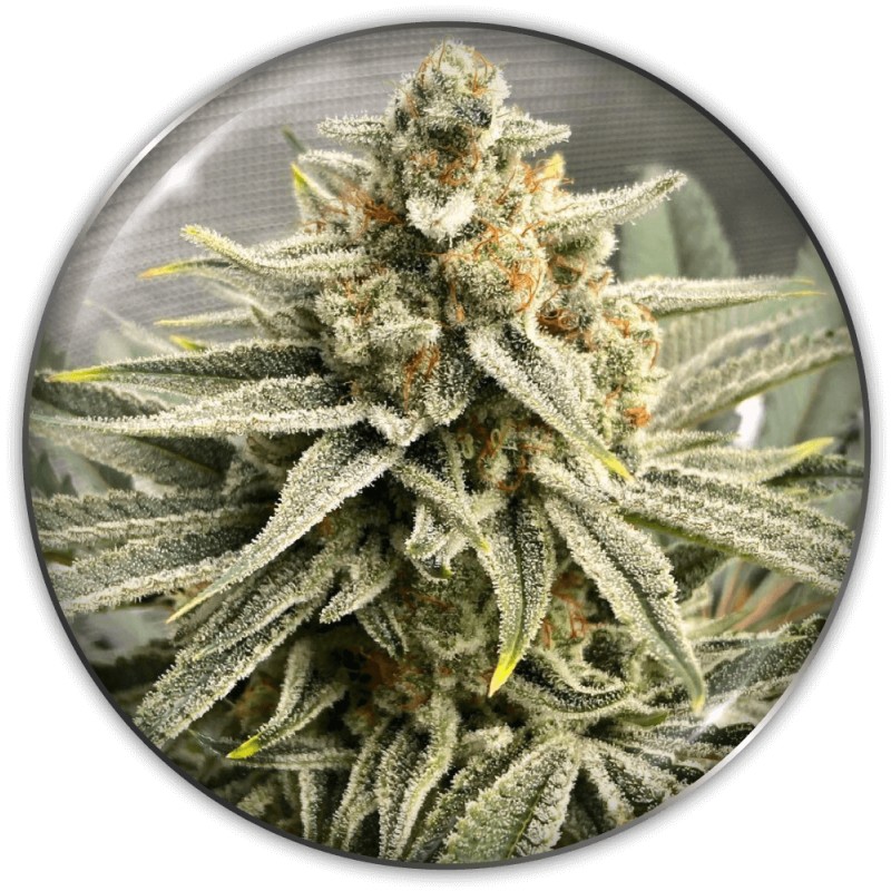GRAPE FUEL · Medical Seeds · semi di canapa indiana · Fem