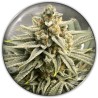 GRAPE FUEL · Medical Seeds · semi di canapa indiana · Fem