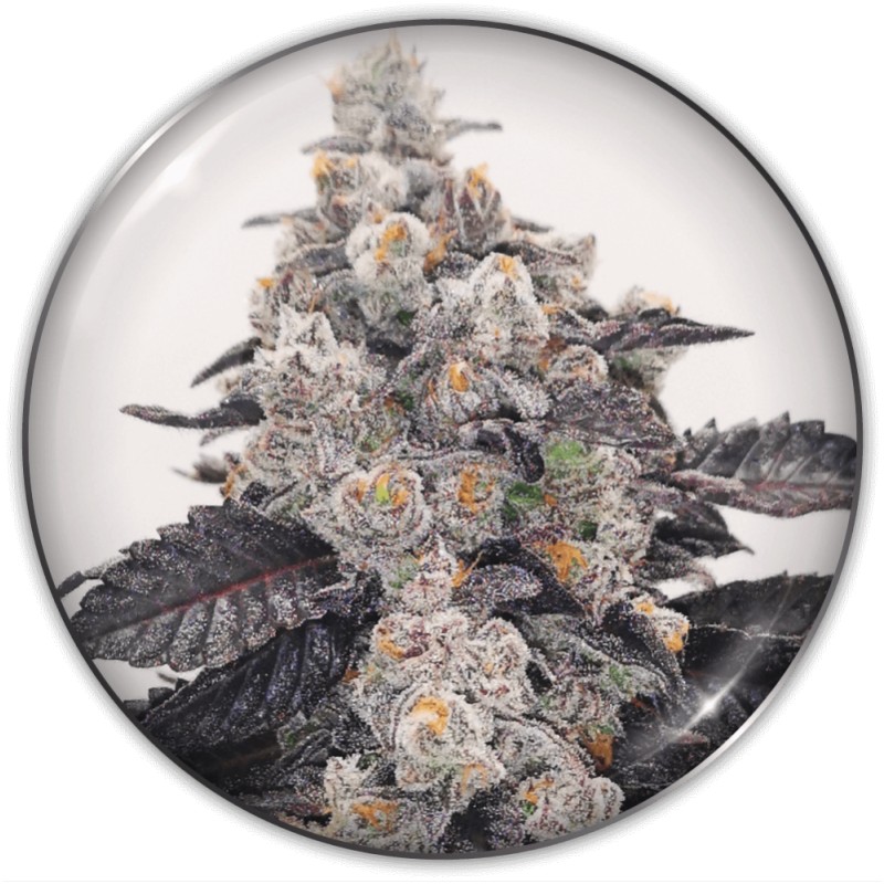 PINK SHERBERT · Medical Seeds · semillas de marihuana · Fem