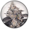 PINK SHERBERT · Medical Seeds · semillas de marihuana · Fem