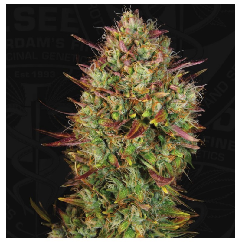 AUTO MK-ULTRA  · TH Seeds · semi di canapa · AutoFem