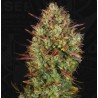 AUTO MK-ULTRA  · TH Seeds · semillas de marihuana · AutoFem
