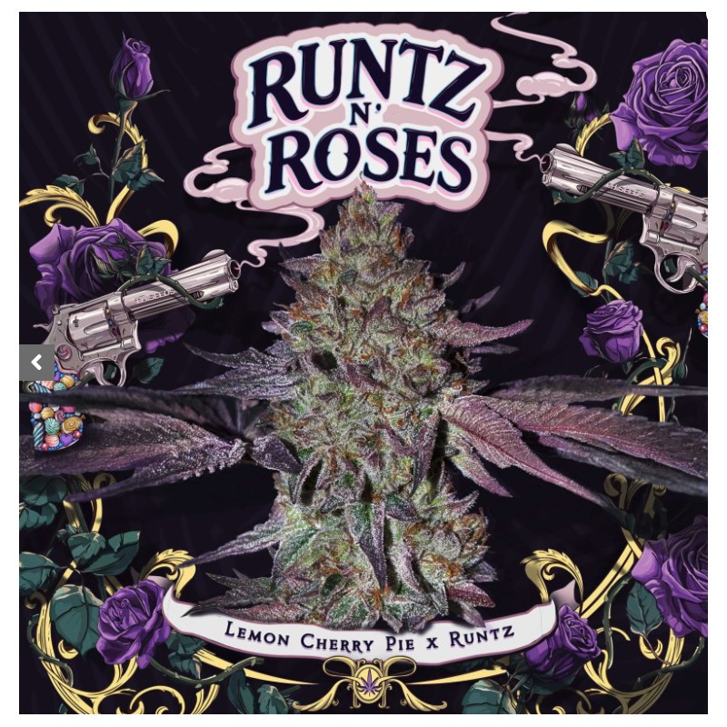 RUNTZ N´ROSES · TH Seeds · semillas de marihuana · Fem