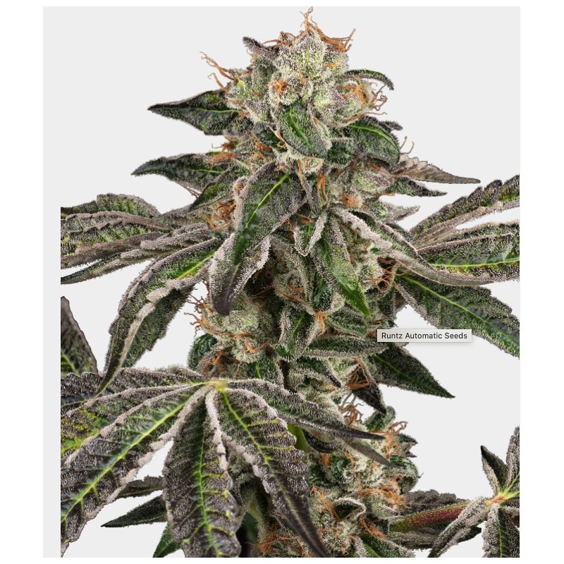 RUNTZ AUTO · White Label  Seeds · cannabis seeds · AutoFem