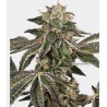 RUNTZ AUTO · White Label  Seeds · semillas de marihuana · AutoFem