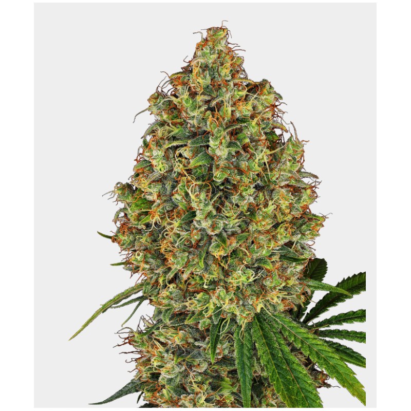 AK 420 FEMINIZADA · White Label  Seeds · semi di canapa indiana · Fem