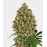 AK 420 FEMINIZADA · White Label  Seeds · semillas de marihuana · Fem