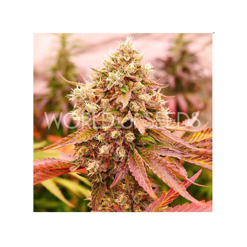 BURGER KUSH EARLY VERSION · World Of Seeds · semillas de marihuana  · Fem