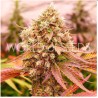 BURGER KUSH EARLY VERSION · World Of Seeds · cannabis seeds · Fem