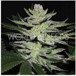 CHOCOLATE THAI OG · World Of Seeds · semi di canapa  · Fem