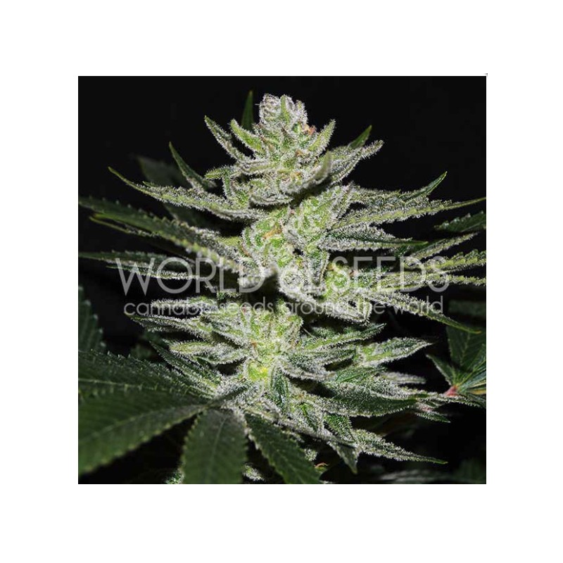 CHOCOLATE THAI OG · World Of Seeds · semillas de marihuana  · Fem