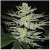 CHOCOLATE THAI OG · World Of Seeds · semillas de marihuana  · Fem