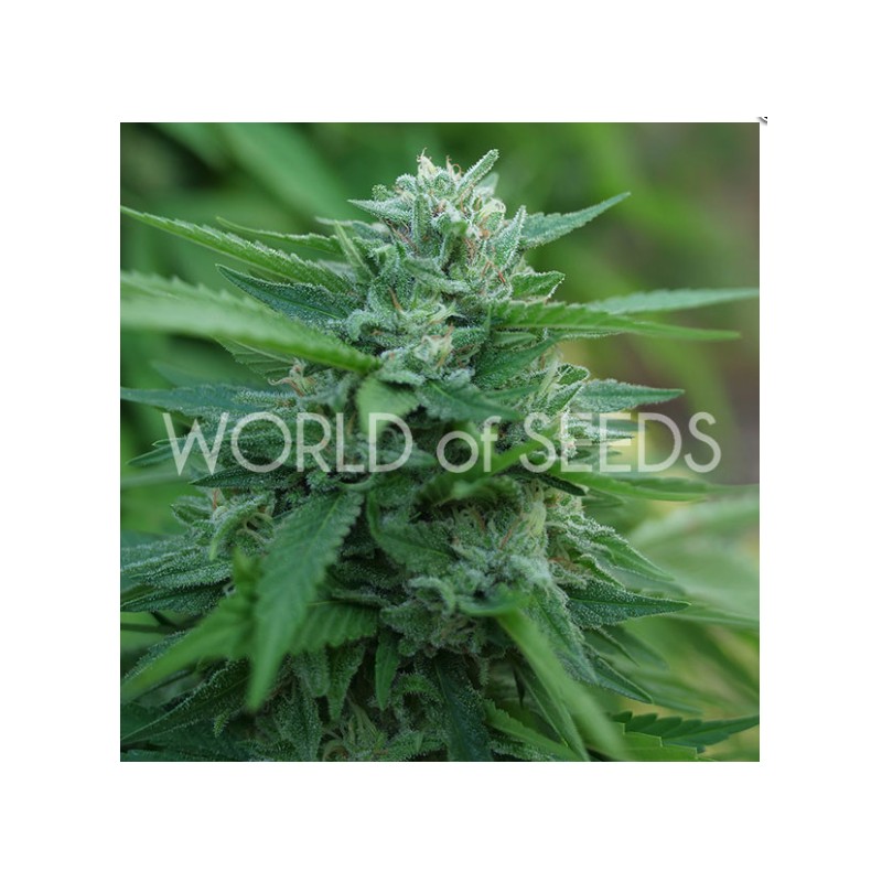 MONGOLIA THC FREE · World Of Seeds · semi di canapa  · Fem