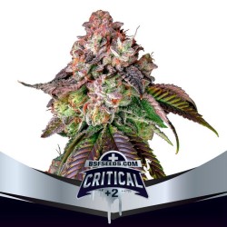 CRITICAL +2 · BSF Seeds · semillas de marihuana · Fem