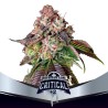 CRITICAL +2 · BSF Seeds · semillas de marihuana · Fem