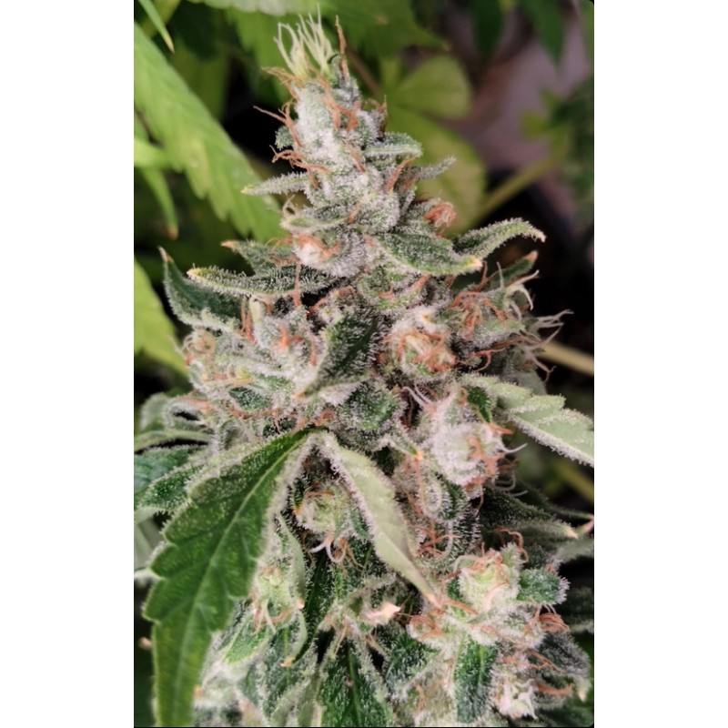 AFRICAN GAS · Ace Seeds · cannabis seeds · Fem