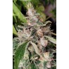 AFRICAN GAS · Ace Seeds · semillas de marihuana · Fem