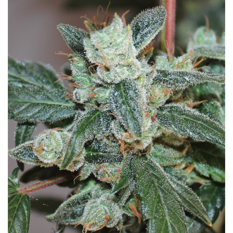 KALIDONIA · Ace Seeds · semillas de marihuana · Fem