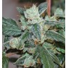 KALIDONIA · Ace Seeds · cannabis seeds · Fem